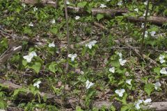 Large-flowering Trillium, Trillium grandiflorum