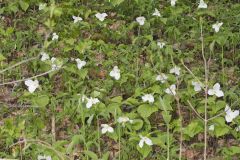 Large-flowering Trillium, Trillium grandiflorum