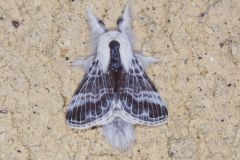 Large Tolype Moth, Tolype velleda