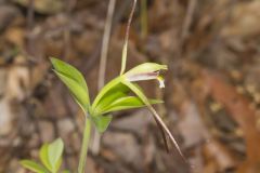 Large Whorled Pogonia, Isotria verticillata