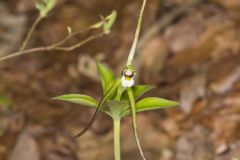 Large Whorled Pogonia, Isotria verticillata