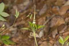 Large Whorled Pogonia, Isotria verticillata