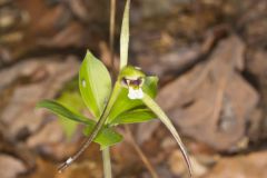 Large Whorled Pogonia, Isotria verticillata