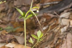 Large Whorled Pogonia, Isotria verticillata