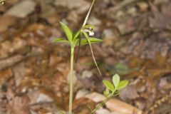 Large Whorled Pogonia, Isotria verticillata