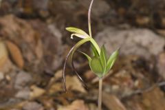 Large Whorled Pogonia, Isotria verticillata