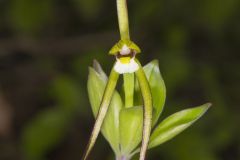 Large Whorled Pogonia, Isotria verticillata