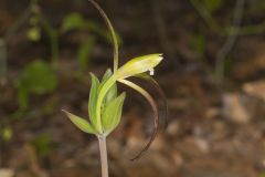 Large Whorled Pogonia, Isotria verticillata