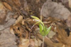 Large Whorled Pogonia, Isotria verticillata