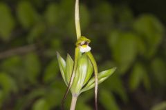 Large Whorled Pogonia, Isotria verticillata