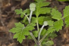 Largeleaf Waterleaf, Hydrophyllum macrophyllum