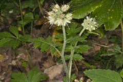 Largeleaf Waterleaf, Hydrophyllum macrophyllum