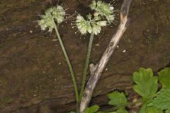 Largeleaf Waterleaf, Hydrophyllum macrophyllum