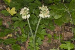 Largeleaf Waterleaf, Hydrophyllum macrophyllum