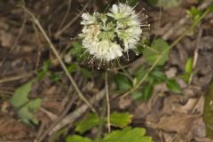 Largeleaf Waterleaf, Hydrophyllum macrophyllum