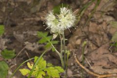 Largeleaf Waterleaf, Hydrophyllum macrophyllum