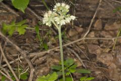 Largeleaf Waterleaf, Hydrophyllum macrophyllum