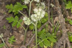 Largeleaf Waterleaf, Hydrophyllum macrophyllum