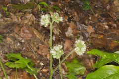 Largeleaf Waterleaf, Hydrophyllum macrophyllum