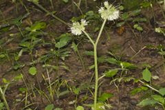 Largeleaf Waterleaf, Hydrophyllum macrophyllum