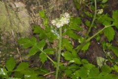 Largeleaf Waterleaf, Hydrophyllum macrophyllum