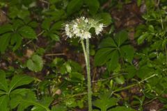 Largeleaf Waterleaf, Hydrophyllum macrophyllum