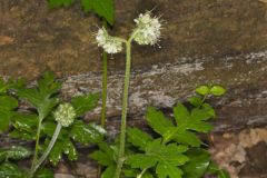 Largeleaf Waterleaf, Hydrophyllum macrophyllum