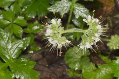 Largeleaf Waterleaf, Hydrophyllum macrophyllum