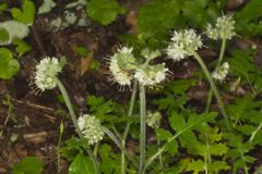 Largeleaf Waterleaf, Hydrophyllum macrophyllum