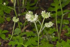 Largeleaf Waterleaf, Hydrophyllum macrophyllum