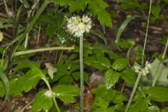 Largeleaf Waterleaf, Hydrophyllum macrophyllum