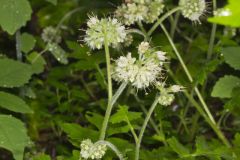 Largeleaf Waterleaf, Hydrophyllum macrophyllum