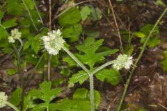 Largeleaf Waterleaf, Hydrophyllum macrophyllum