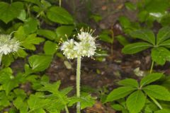 Largeleaf Waterleaf, Hydrophyllum macrophyllum