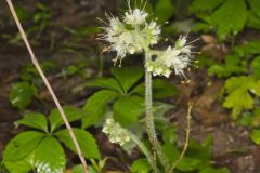 Largeleaf Waterleaf, Hydrophyllum macrophyllum