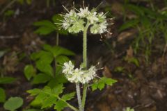 Largeleaf Waterleaf, Hydrophyllum macrophyllum