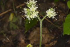 Largeleaf Waterleaf, Hydrophyllum macrophyllum