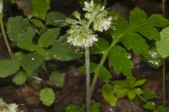 Largeleaf Waterleaf, Hydrophyllum macrophyllum