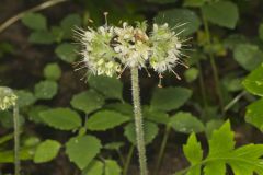 Largeleaf Waterleaf, Hydrophyllum macrophyllum