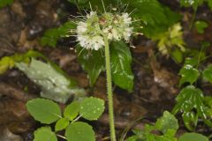 Largeleaf Waterleaf, Hydrophyllum macrophyllum