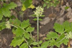 Largeleaf Waterleaf, Hydrophyllum macrophyllum