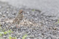 Lark Sparrow, Chondestes grammacus