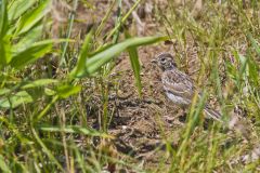 Lark Sparrow, Chondestes grammacus