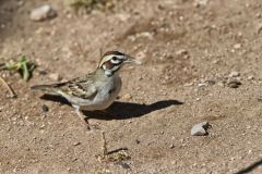 Lark Sparrow, Chondestes grammacus