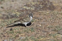 Lark Sparrow, Chondestes grammacus