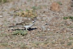 Lark Sparrow, Chondestes grammacus