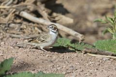 Lark Sparrow, Chondestes grammacus