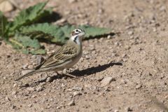 Lark Sparrow, Chondestes grammacus