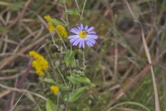 Late Purple Aster, Symphyotrichum patens