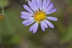 Late Purple Aster, Symphyotrichum patens